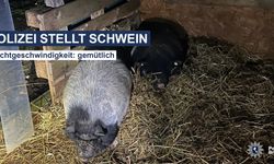 Bremen’de Kaçak Domuz Trafiği Alt Üst Etti