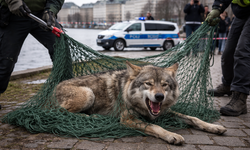 Hamburg şehir merkezine kurt indi