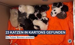 Bremen’de Karton Kutularda 23 Kedi Bulundu