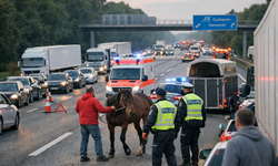 Otoyolda Başıboş At Trafiği Durdurdu