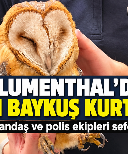 Bremen’de Yaralı Baykuş İçin Seferber Oldular