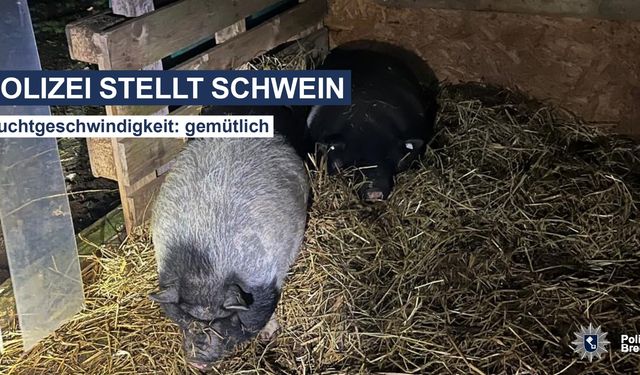 Bremen’de Kaçak Domuz Trafiği Alt Üst Etti