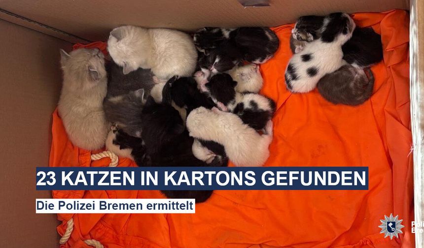 Bremen’de Karton Kutularda 23 Kedi Bulundu