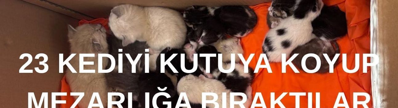 Bremen’de Karton Kutularda 23 Kedi Bulundu